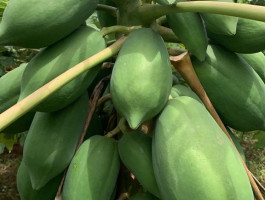 PAPAYA